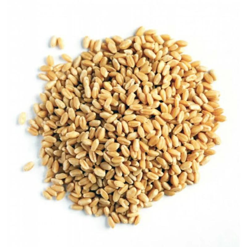 Пшеница зерно 10 кг